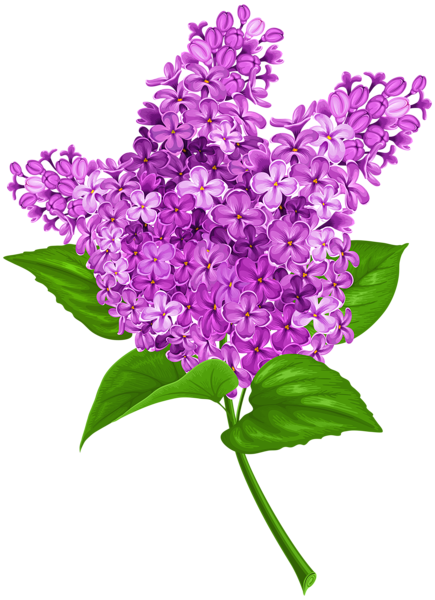 Lilac PNG Transparent Clip Art Image | Gallery Yopriceville - High