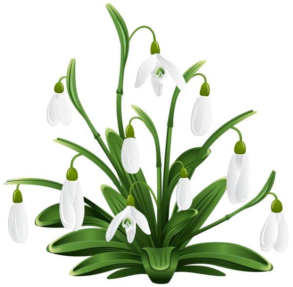 This png image - Snowdrops Transparent PNG Clip Art Image, is available for free download