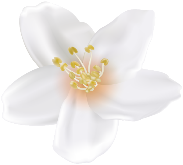 This png image - Spring Blooming Flower Tree White PNG Clipart, is available for free download