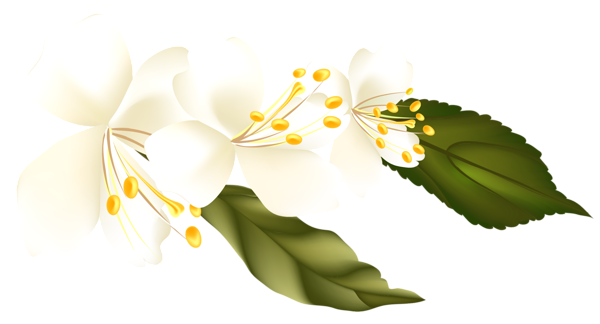 This png image - Spring Branch PNG Clipart Element Picture, is available for free download