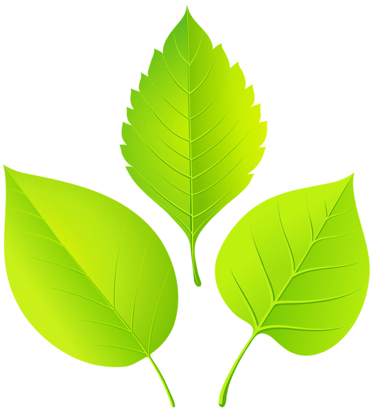 This png image - Spring Leaves PNG Transparent Clipart, is available for free download