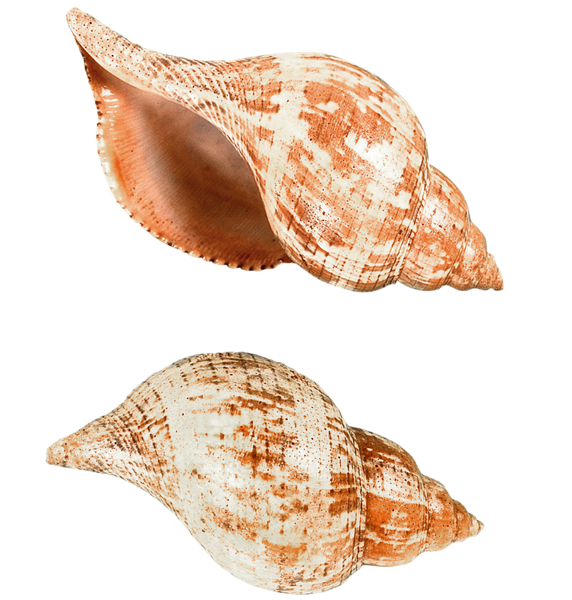 This png image - Sea Snails Shells PNG Picture, is available for free download
