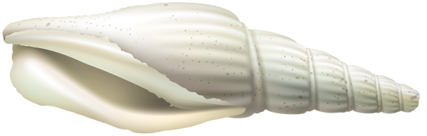 This png image - Shell PNG Clip Art Image, is available for free download