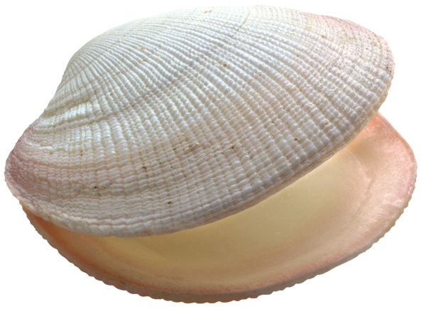 This png image - Shell PNG Picture, is available for free download