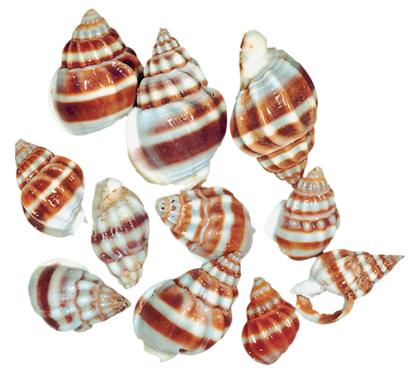 This png image - Transparent Sea Snail Shells PNG Clipart, is available for free download