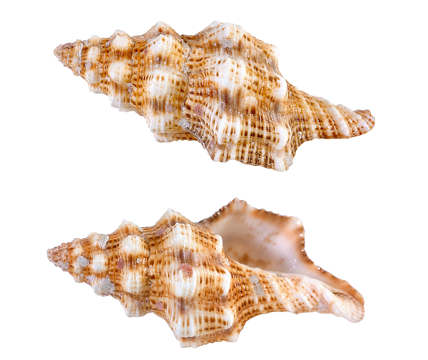 This png image - Transparent Sea Snail Shells PNG Picture, is available for free download