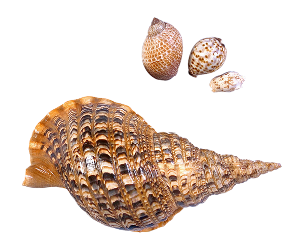 This png image - Transparent Sea Snails Shells Picture, is available for free download