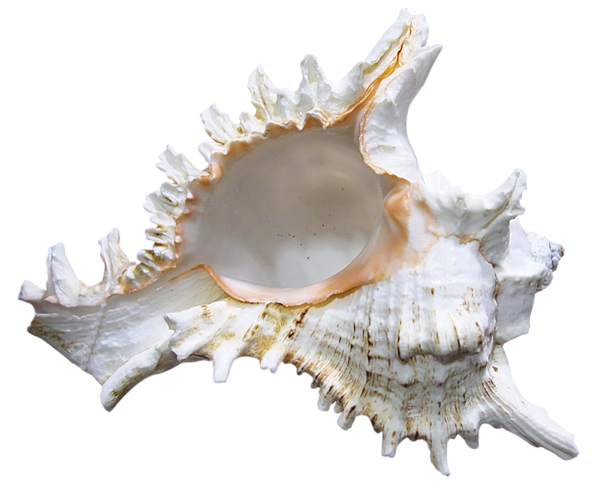 This png image - Transparent Seashell Rapana PNG Clipart, is available for free download