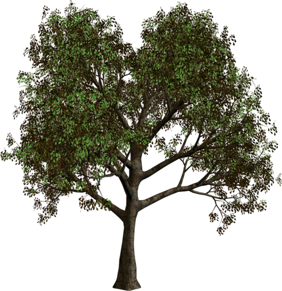 Forest Tree PNG Clipart | Gallery Yopriceville - High-Quality Images