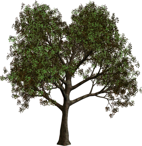 This png image - Forest Tree PNG Clipart, is available for free download