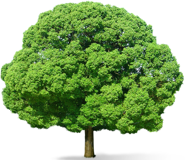 Green Tree PNG Picture | Gallery Yopriceville - High-Quality Images and