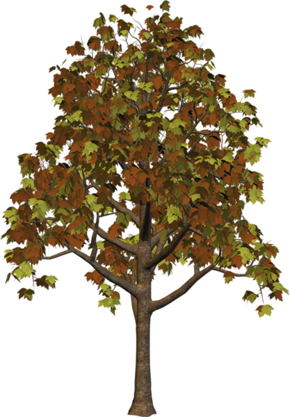 This png image - Large Fall Tree PNG Clipart, is available for free download
