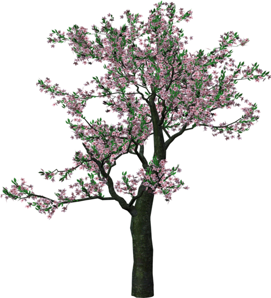 This png image - Large Spring Tree Clipart, is available for free download