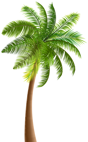 This png image - Palm PNG Clip Art, is available for free download