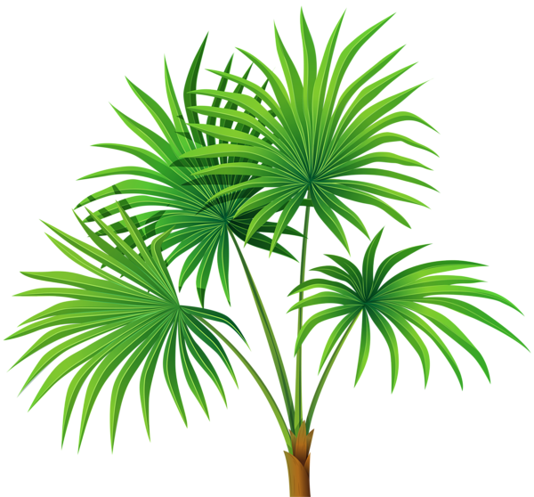 This png image - Palm Plant Transparent PNG Clip Art, is available for free download
