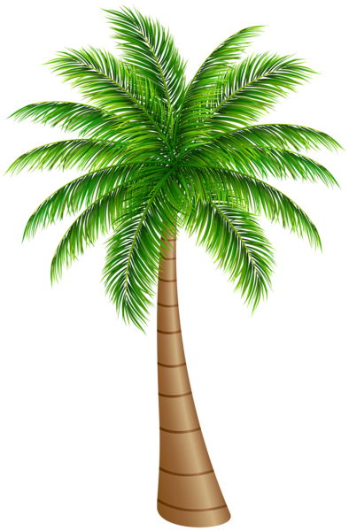 ผลการค้นหารูปภาพสำหรับ coconut tree png