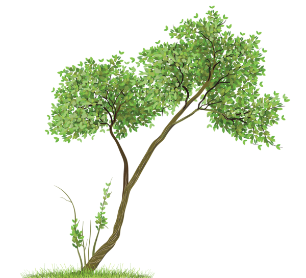 png clipart tree - photo #29