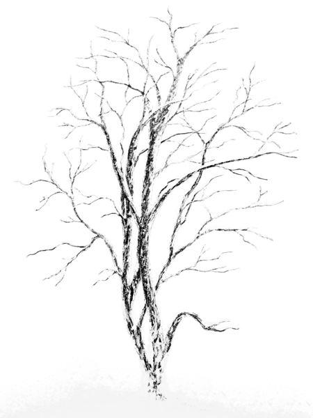 This png image - Winter Snowy Tree PNG Picture, is available for free download