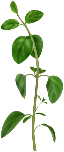 This png image - Basil PNG Clipart, is available for free download
