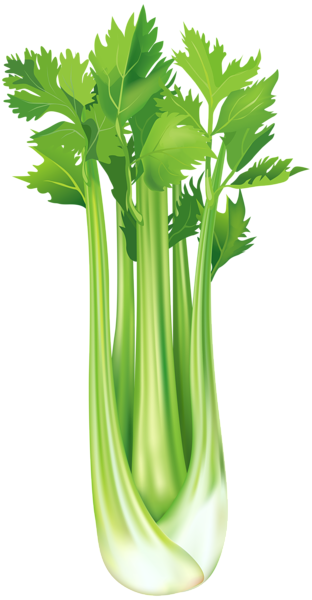 This png image - Celery Free PNG Clip Art Image, is available for free download