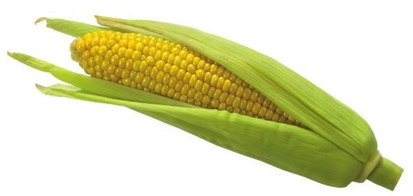 This png image - Corn PNG Picture, is available for free download