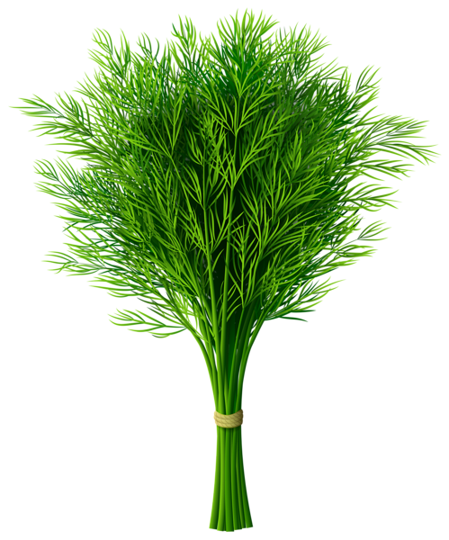 This png image - Dill PNG Clip-Art Image, is available for free download