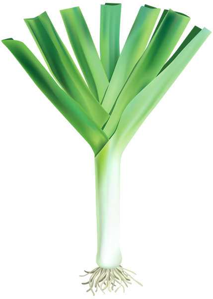 This png image - Fresh Garlic Free PNG Clip Art Image, is available for free download