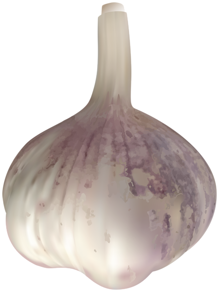 This png image - Garlic PNG Clipart Image, is available for free download