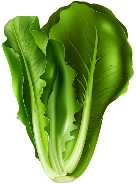 leafy vegetables clipart - photo #20