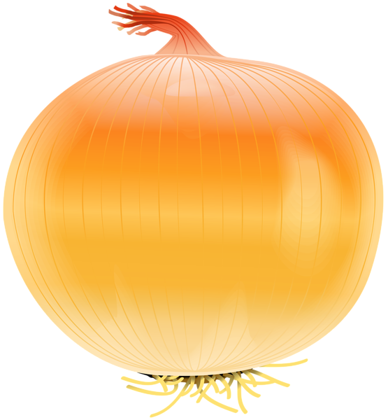 clipart of onion - photo #20