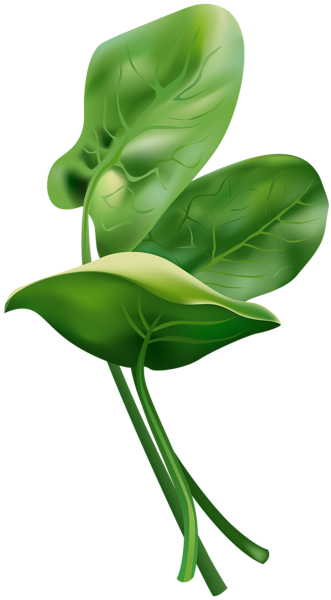This png image - Spinach Free PNG Clip Art Image, is available for free download