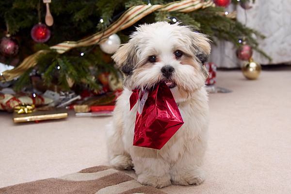This jpeg image - Christmas Wallpaper With a Puppy, is available for free download