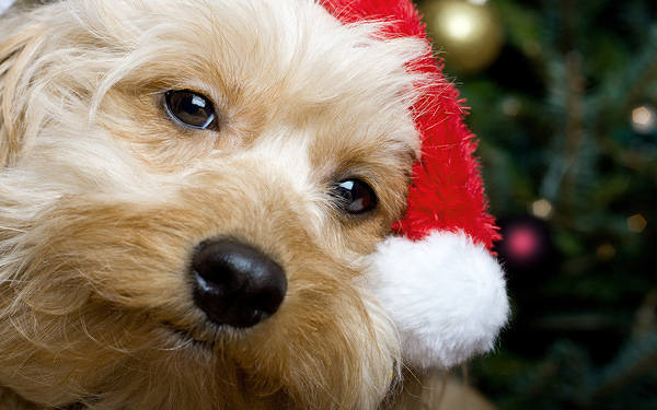 This jpeg image - Cute Christmas Santa Puppy Wallpaper, is available for free download