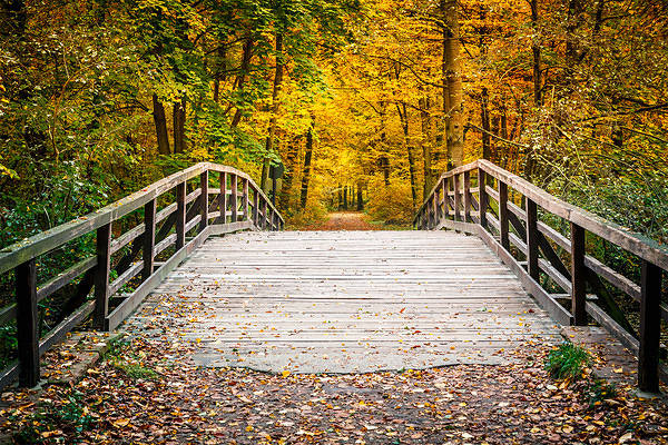 This jpeg image - Autumn Forest Landscape with Bridge HD Wallpaper, is available for free download