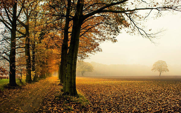 This jpeg image - Autumn Trees Wallpaper, is available for free download
