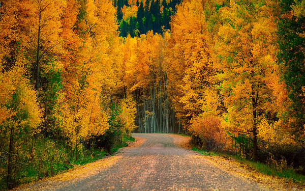This jpeg image - Beautiful Autumn Forest Wallpaper, is available for free download