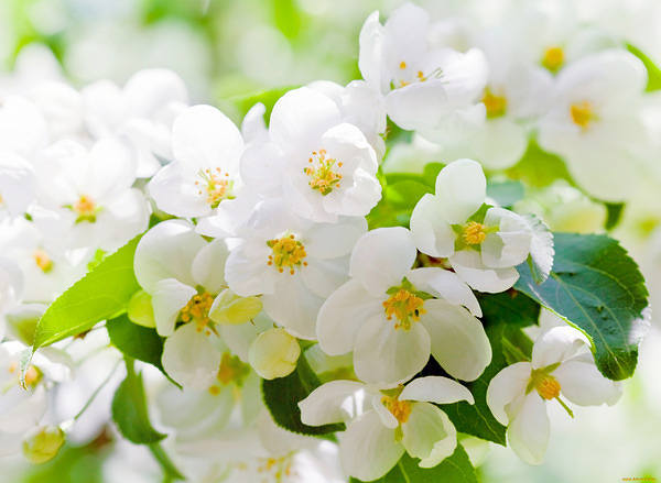 This jpeg image - Blooming Spring Wallpaper, is available for free download