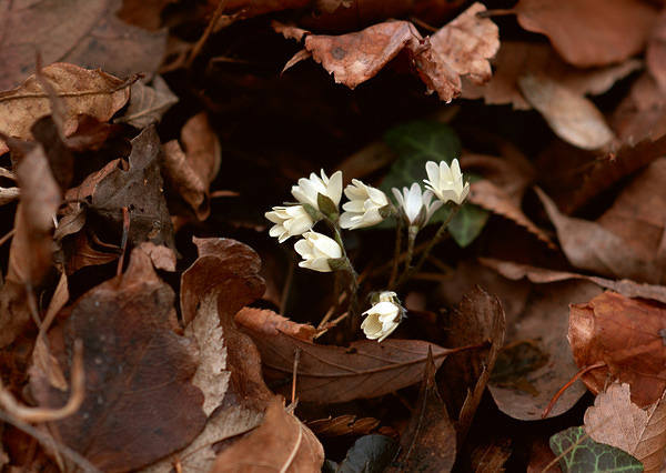 This jpeg image - Brown Leaves and White Flowers Wallpaper, is available for free download