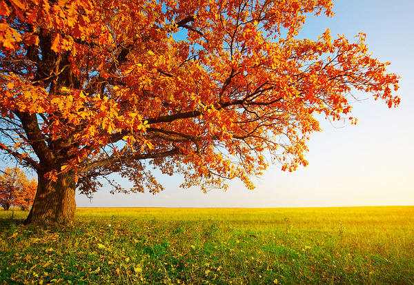 This jpeg image - Fall Tree Wallpaper, is available for free download