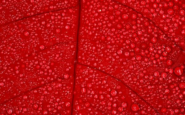 This jpeg image - Red Leaf, is available for free download