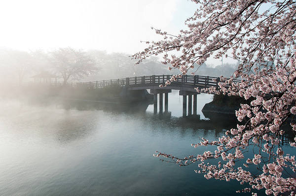This jpeg image - Spring Landscape with Bridge and Blossoming Tree HD Wallpaper, is available for free download