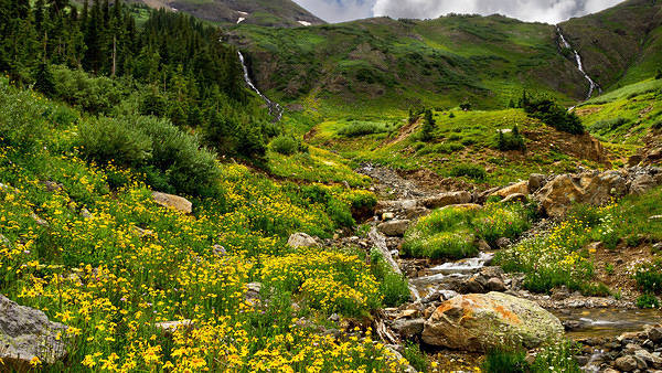 This jpeg image - Yellow Mountain Flowers Wallpaper, is available for free download