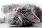 Cute Little Grey Cat Background