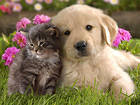 Cute Little Kitten and Dog Background