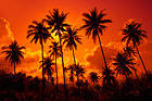 Tropical Sunset Background