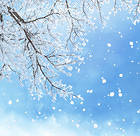Winter Background with Branches