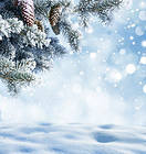 Winter Background with Pine Branches