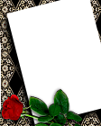 Black Transparent Frame with Beautiful Red Rose