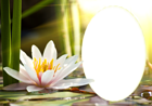 Transparent Water Lily PNG Frame