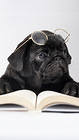 Cute Dog with Book and Glasses iPhone 6S Plus Wallpaper